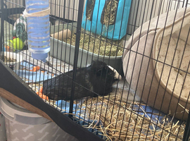 2 male guinea pigs