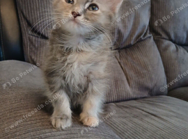 Maincoon cross girl