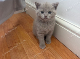 British Shorthair Cinnamon