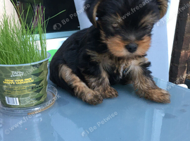 2 Mini Yorkshire Terrier up to 1,5 kg