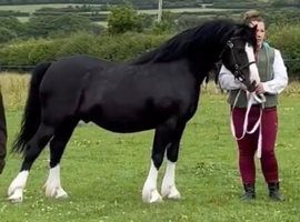 Quality section C gelding