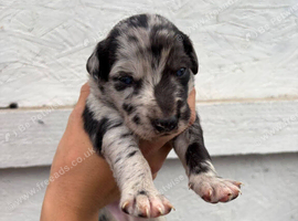 Lurcher pups for sale