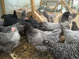 Speckeldy Hens POL 20 Weeks