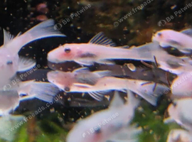 Snow White Bristlenose pleco babies short fin