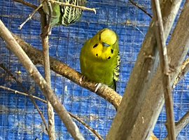Baby budgies for sale