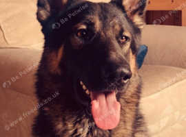 Black &tan GSD for stud