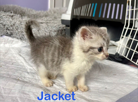 Fluffy Kittens Silver Tabby Exotic Cross