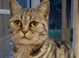 Molly sliver tabby  British shorthaired girl