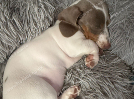 Miniature Dachshund puppy Girl