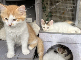 Norwegian forest mix