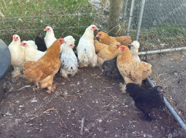 Point of lay pekin bantam chickens