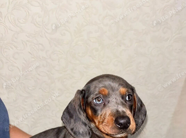 Dachshund puppies ready now