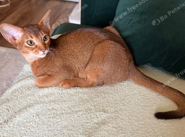 Abyssinian Sorrel kiteen Girl