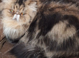 5 year old pure Persian spayed female.