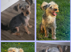 Yorkshire terrier