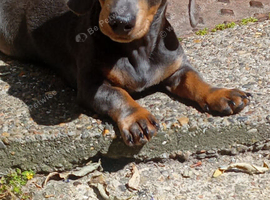 6 month mini dachsund