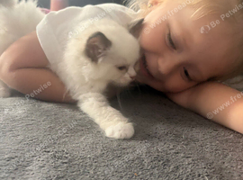 Ragdoll beautiful girl Ready now