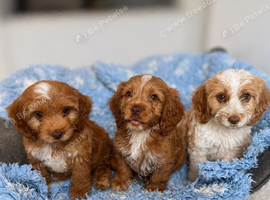 Beautiful F1 cockapoo puppies