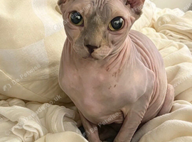 Spyhyx Elf Young Female