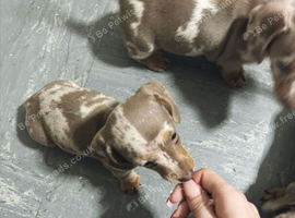 Kc Registered Miniature Dachshund puppies