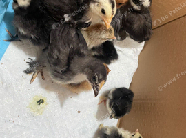 Pekin bantam