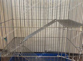 rats for sale
