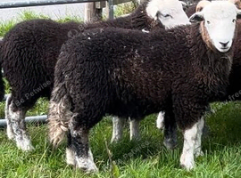 Herdwick tup lambs
