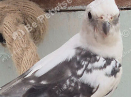 White face male