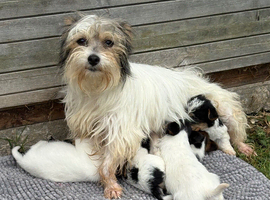 Beautiful  biewer terrier puppy