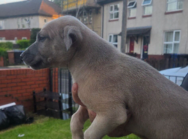 4  beautiful lurcher looking for new home