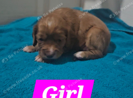 Cocker Spaniel Puppies