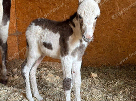Donkey Jenny