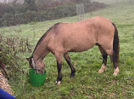 Cruise welsh x cob gelding