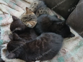 4 kittens ready for there forever good home