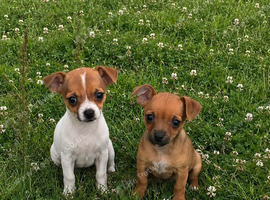 Jack Russell