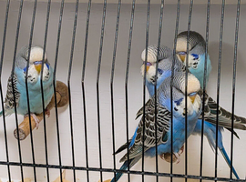 Quality budgies