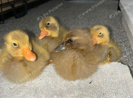 4 Indian runner ducklings