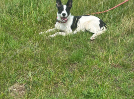 Border collie cross