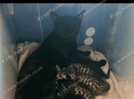 Sqvannqh Mainecoon Cross Kittens