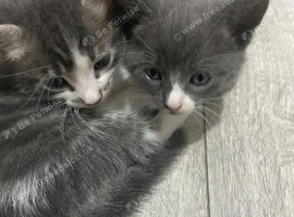 Grey 8 weeks old kitten