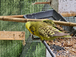 Budgies