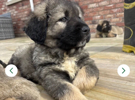 Puppies
