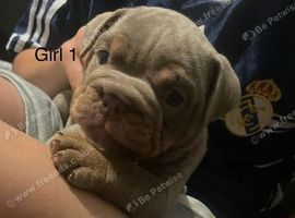 Old english bulldog puppies