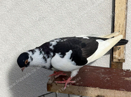 Figuritas pigeon