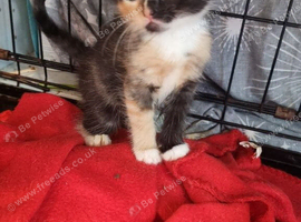 2 beautiful calico  female kittens