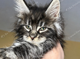 Stunning TICA Maine Coon Kittens Active & Non Active