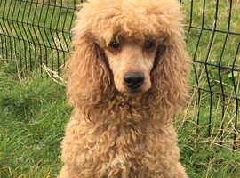 Miniature Poodle at stud. KC registered.