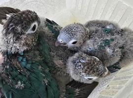 Handreared Turquoise conures