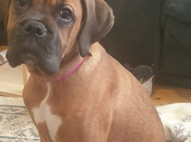5month old cane corso bitch pup