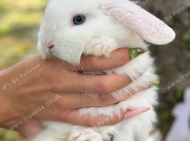Adorable Lion Lop Bunnies (ready now) Looking for Their Forever Homes
